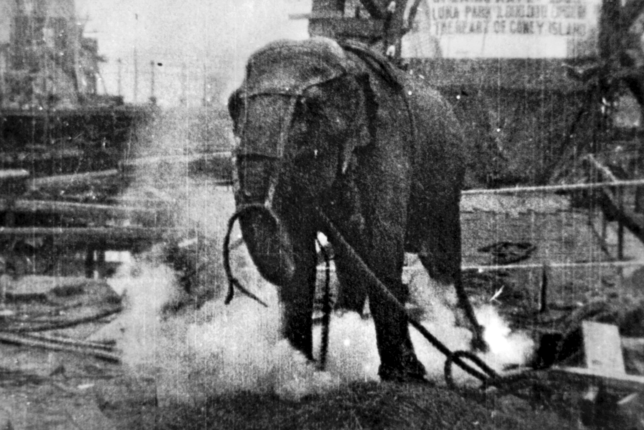 Wikimedia Commons / A frame from the 74 second short documentary film *Electrocuting an Elephant*, produced by Edwin S. Porter or Jacob Blair Smith for the Edison Manufacturing Company, 1903.